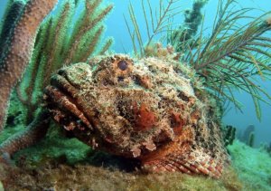 (FL) (Venomous) Scorpionfish