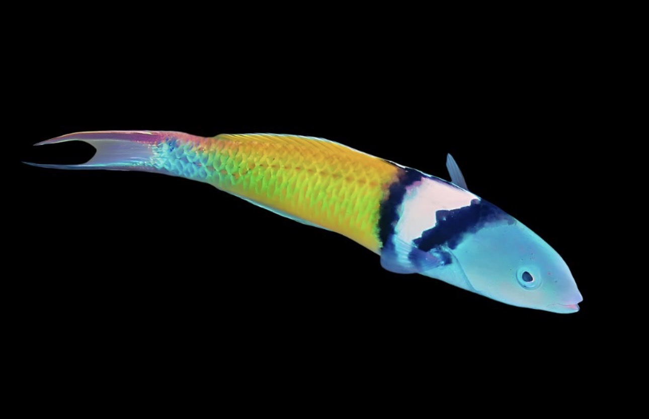 Bluehead Wrasse