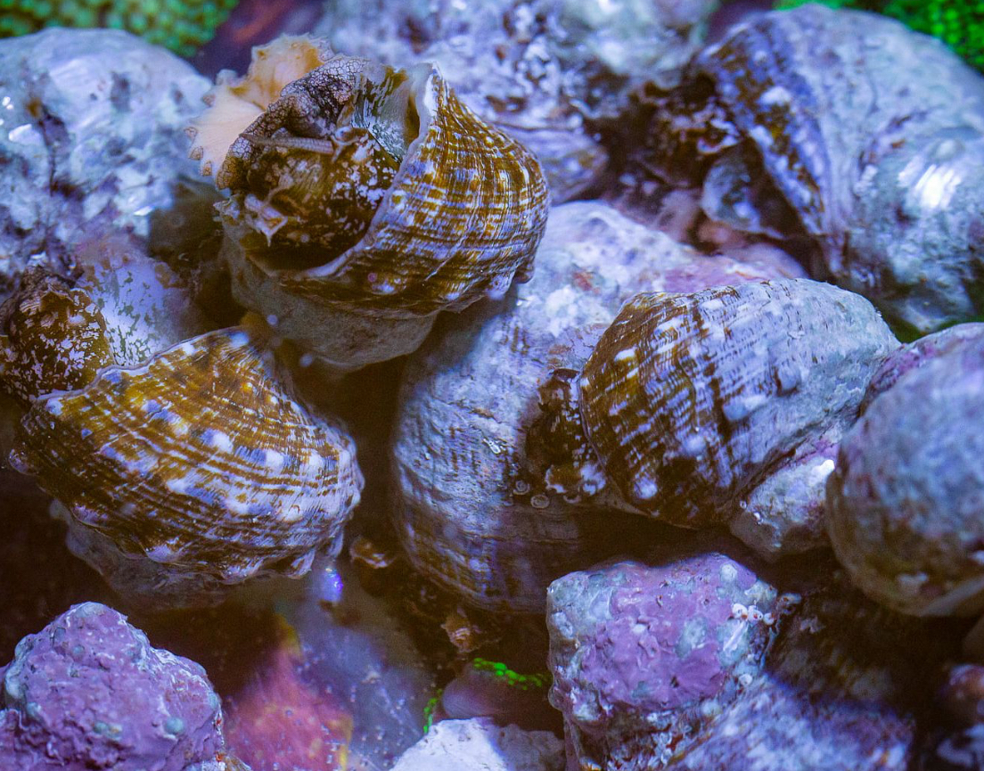 Turbo Tropical Snail