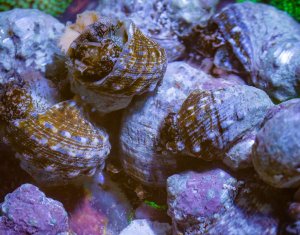 Turbo Tropical Snail