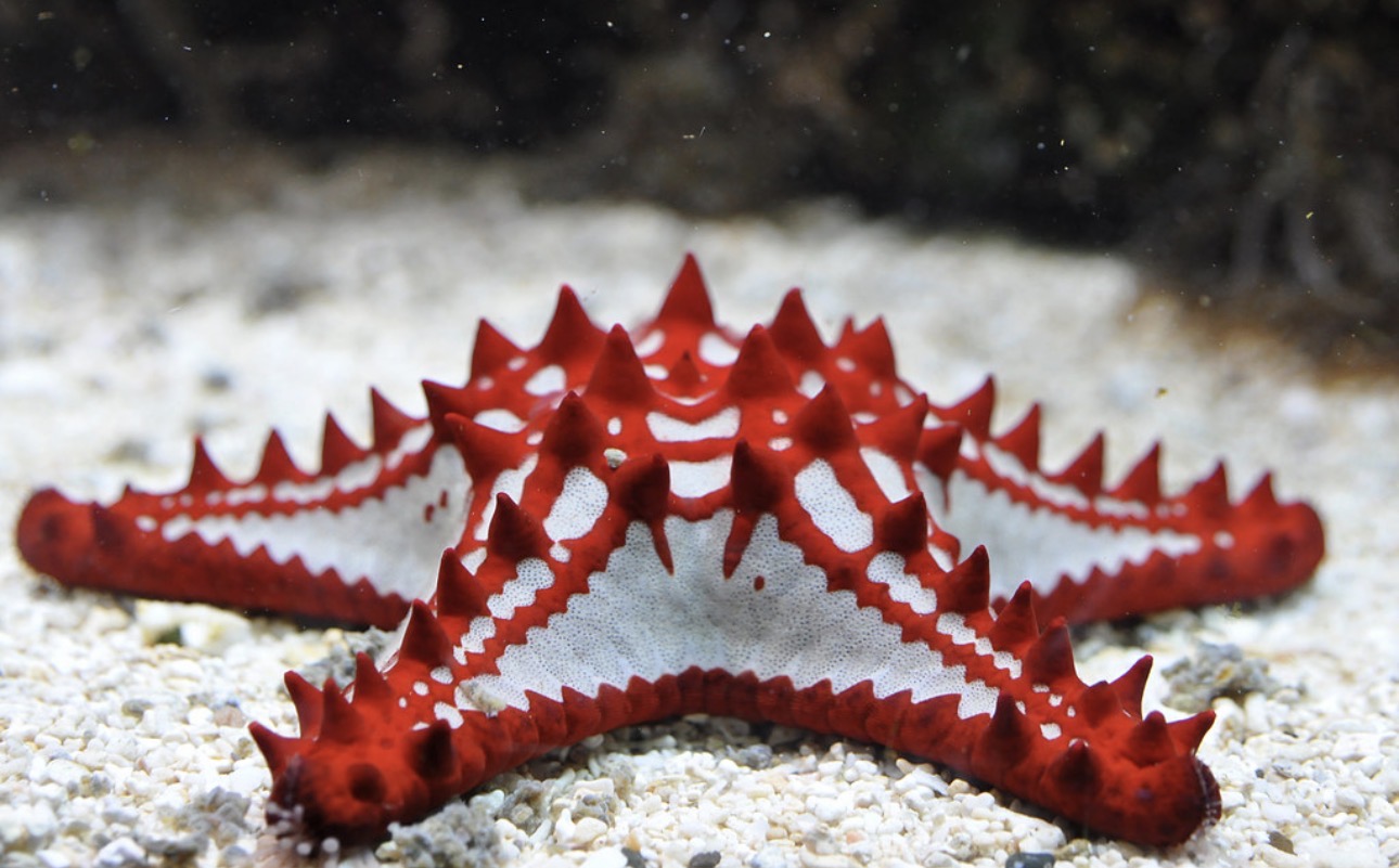 Knobby Red Starfish