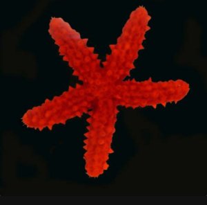 Knobby Red Starfish