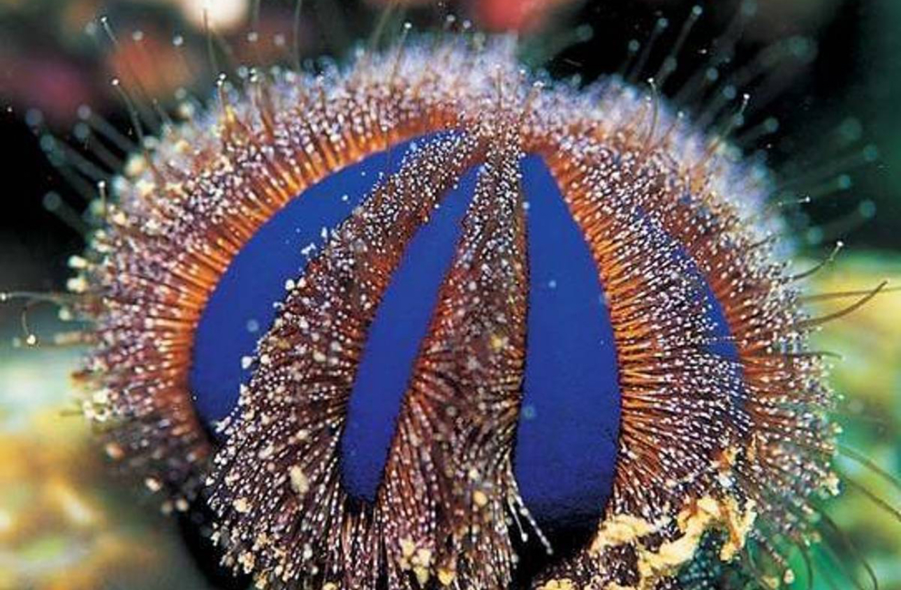 Tuxedo Urchin
