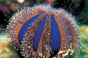 Tuxedo Urchin