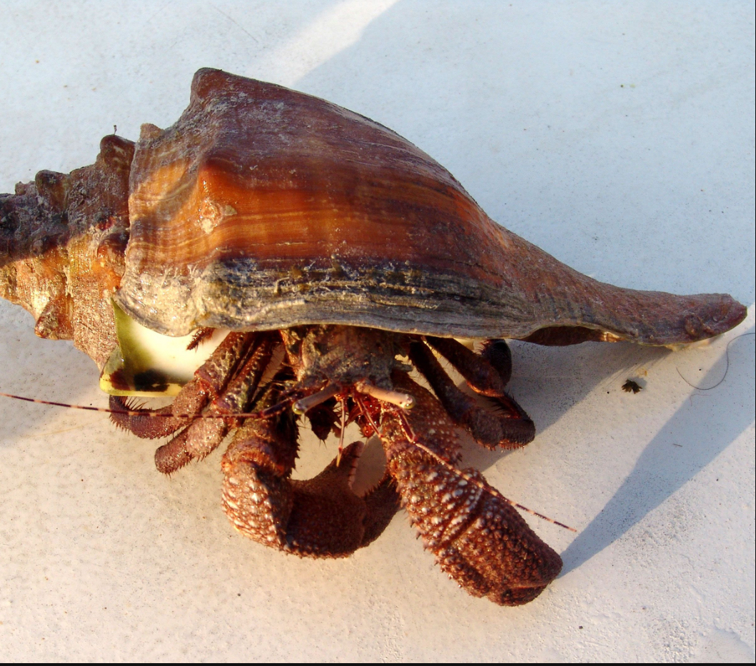 Lg Hermit Crab