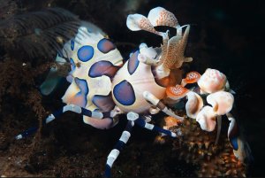 Clown Harlequin Shrimp