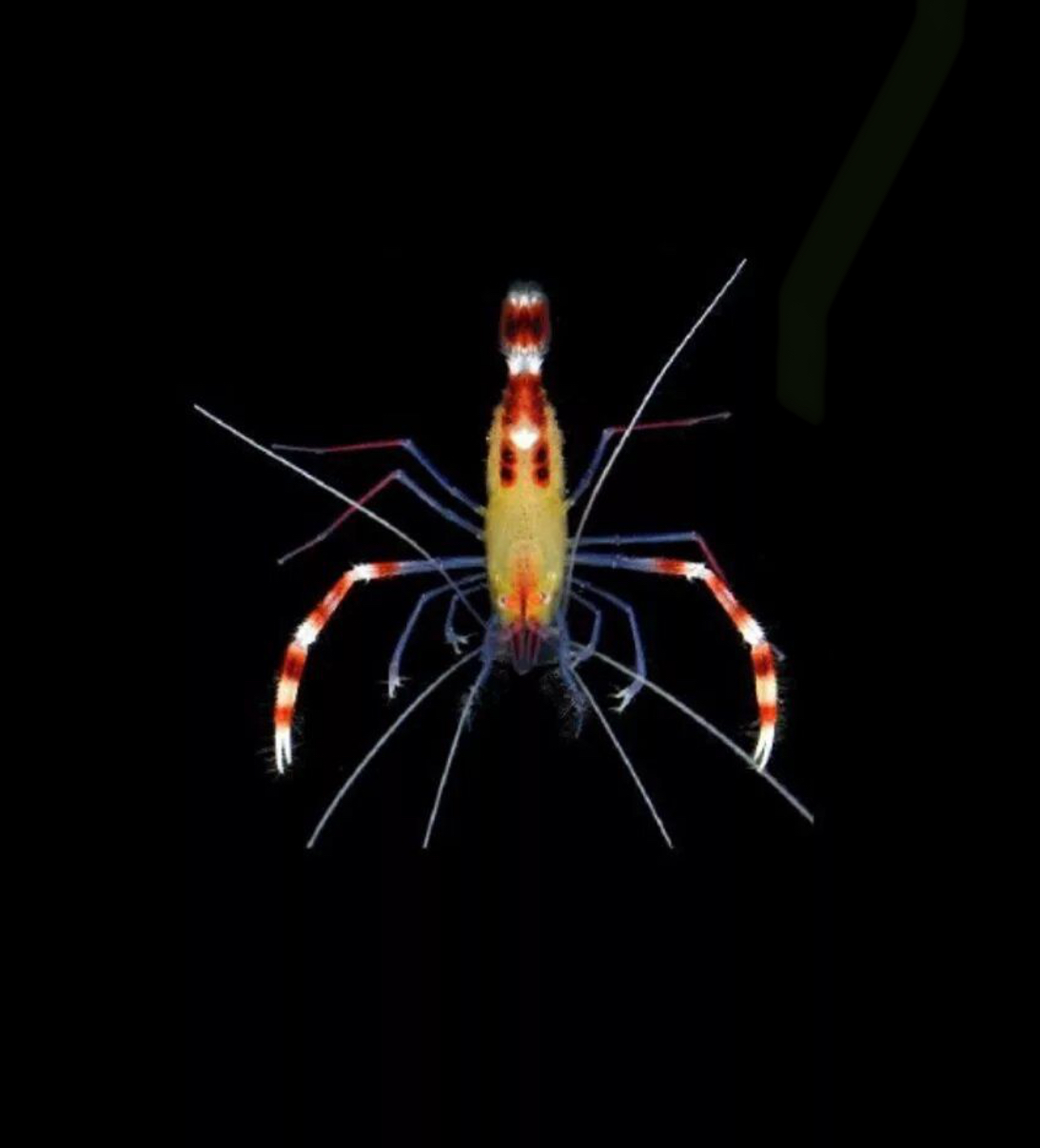 Coral Banded Golden Shrimp