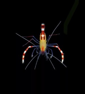 Coral Banded Golden Shrimp