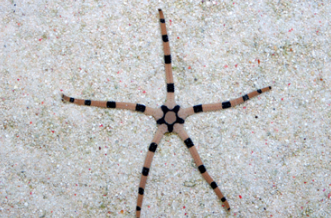 Brittle Banded Starfish