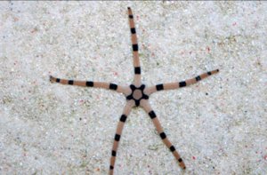 Brittle Banded Starfish