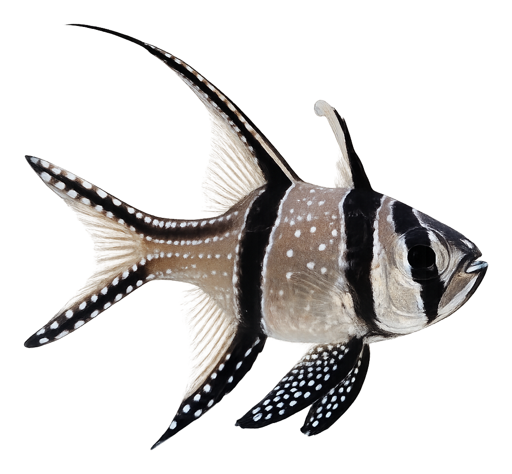Banggai Cardinalfish with black vertical bars and white spots hovering in a reef aquarium