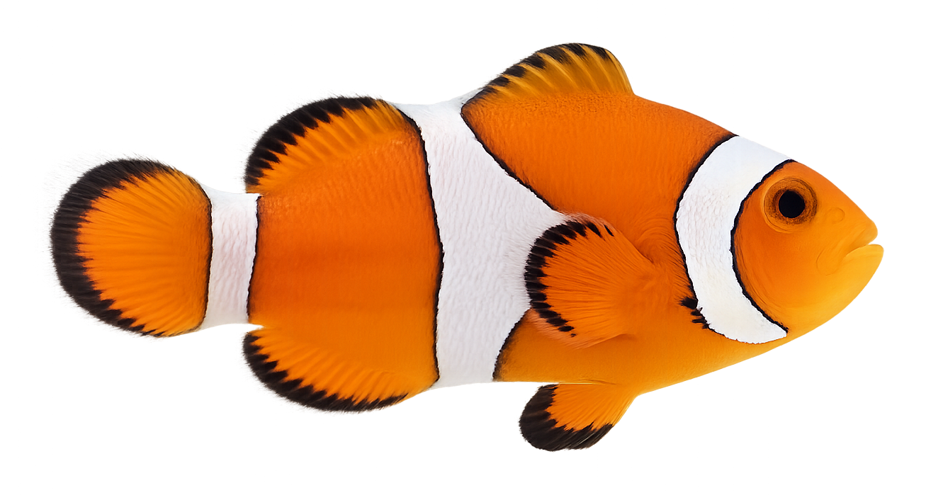 Ocellaris Clownfish orange body with three white bars in a reef aquarium