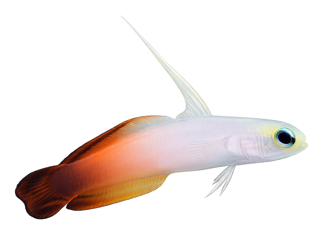 Firefish Goby dartfish with white-yellow front and red-orange tail in a reef aquarium