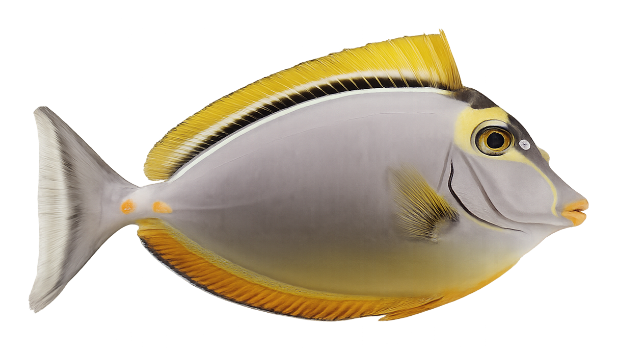Blonde Naso Tang with bright yellow dorsal fin