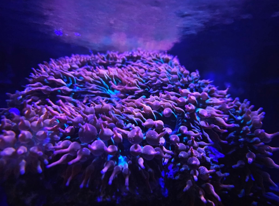 Tank Image