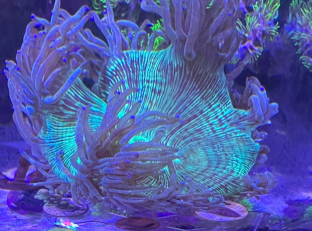 Tank Image