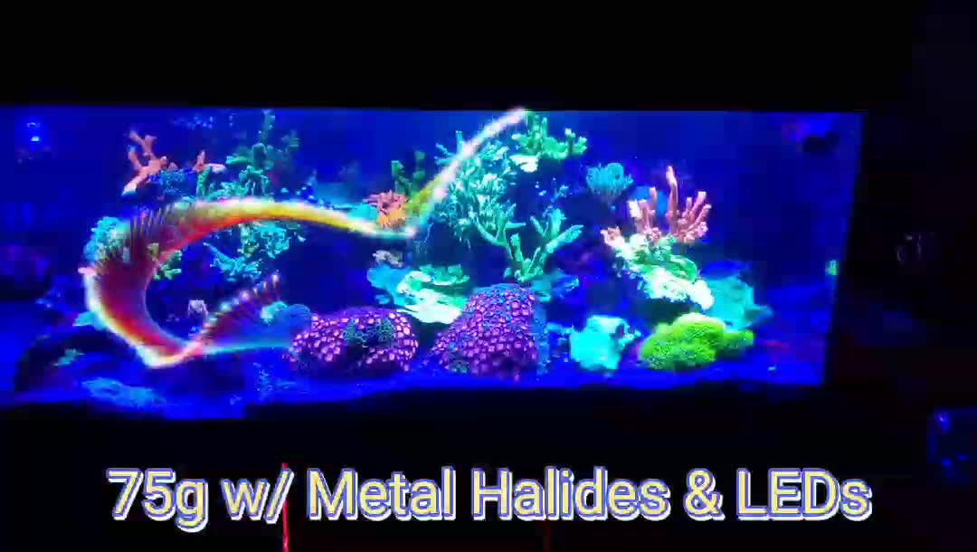75g - 14 month update. Dosing Brightwell and KZ products.