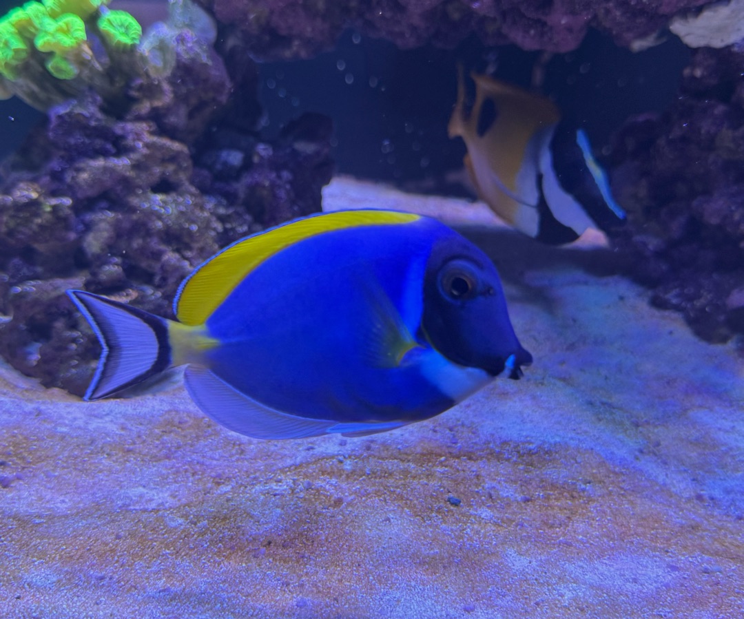 Powder Blue Tang