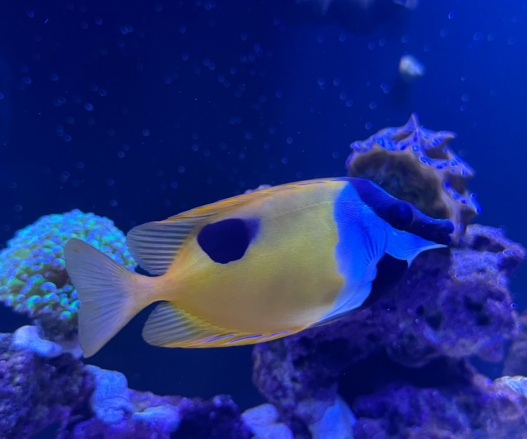 Foxface Rabbitfish