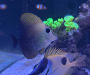 Scopas Tang