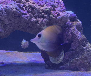 Fish Library Preview