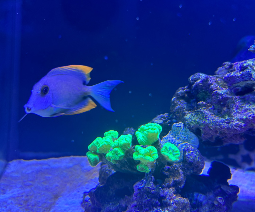 Whitetail Bristletooth Tang