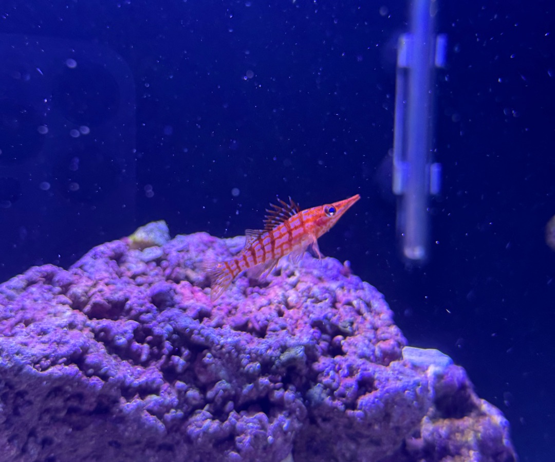 Longnose Hawkfish