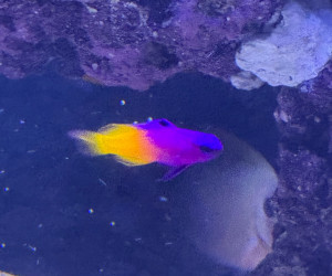 Fish Library Preview