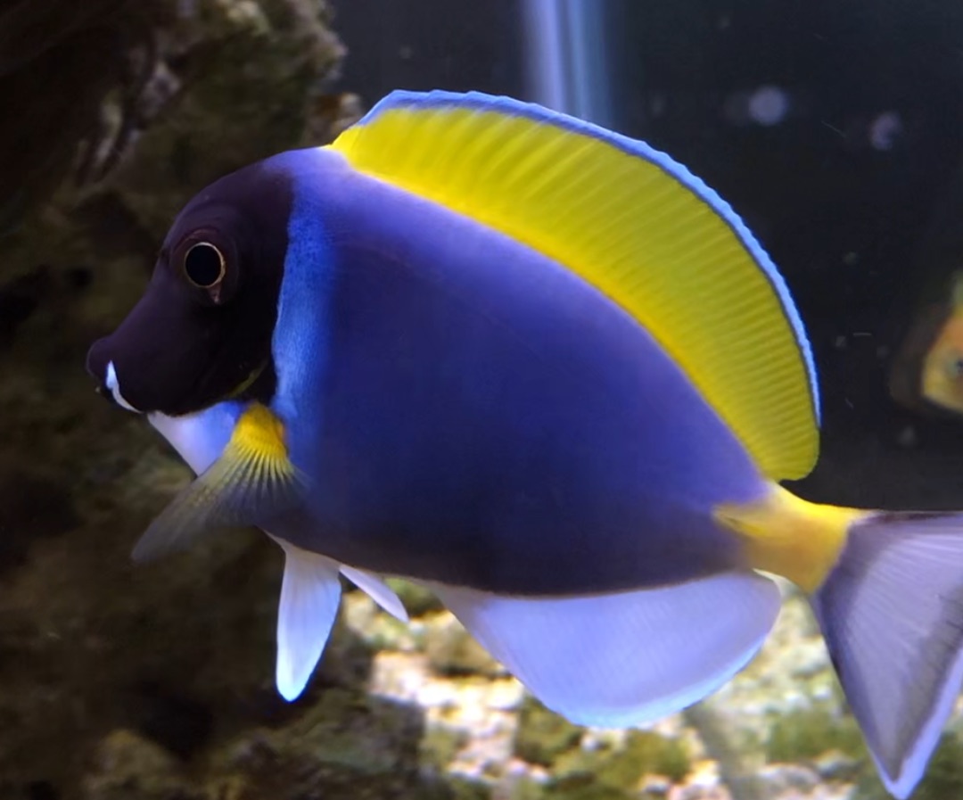 Powder Blue Tang