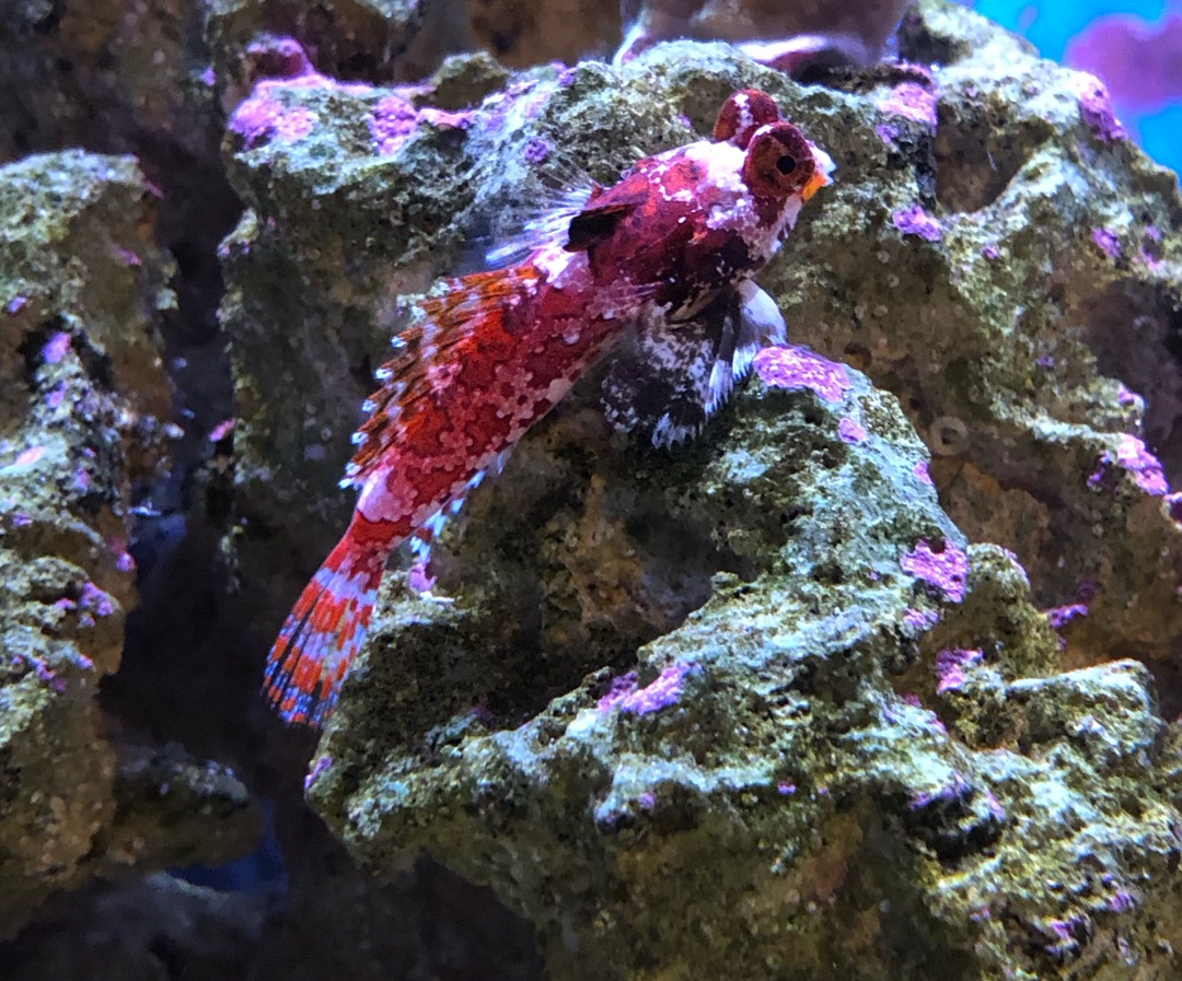 Ruby Red Dragonet
