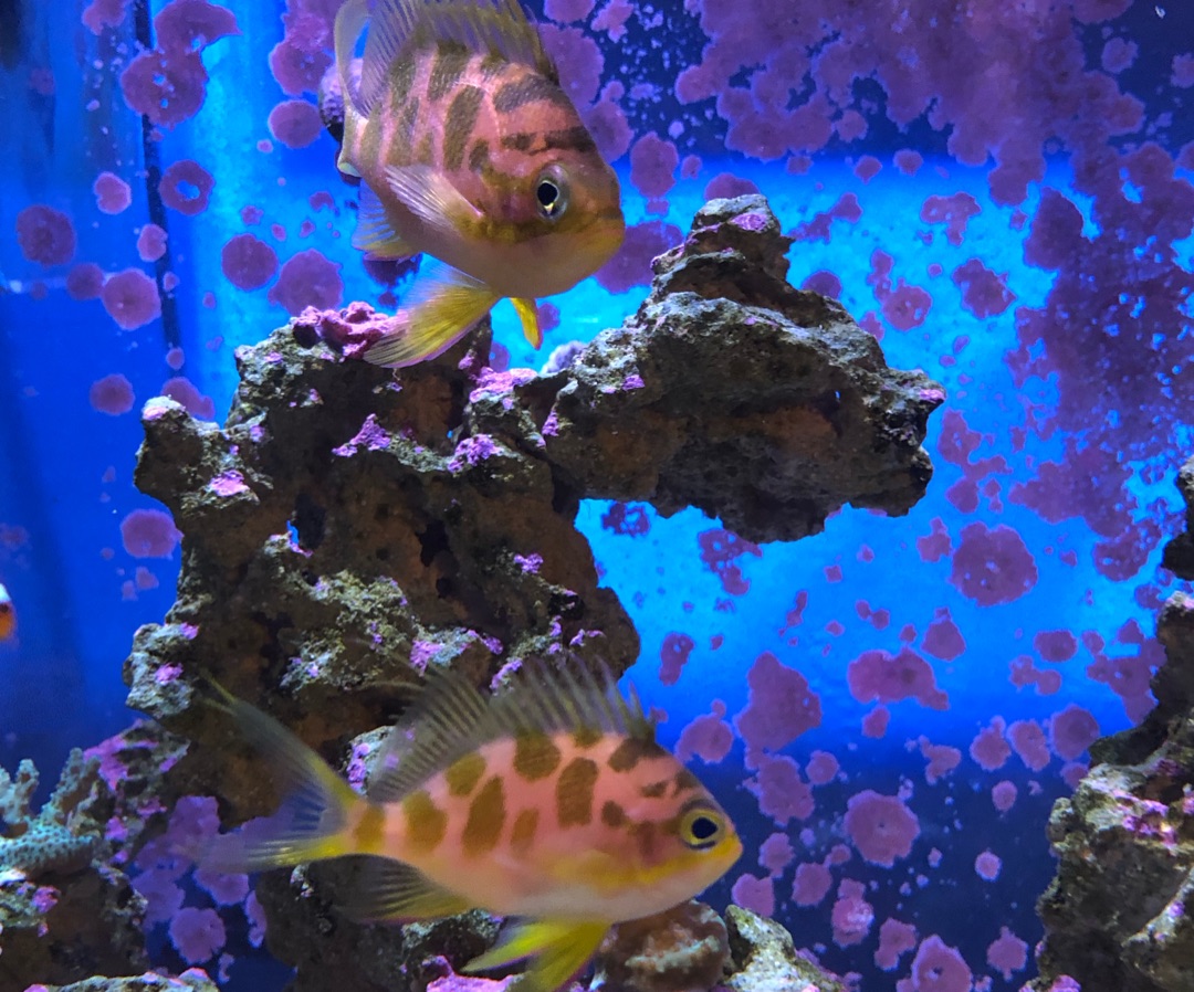 Borbonius Anthias