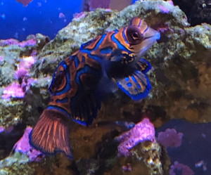 Fish Library Preview