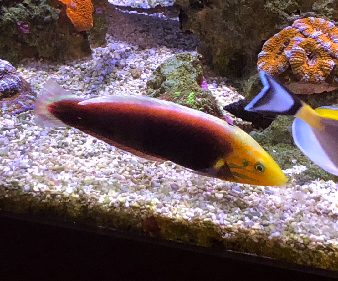 Radiant Wrasse