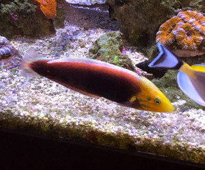 Radiant Wrasse