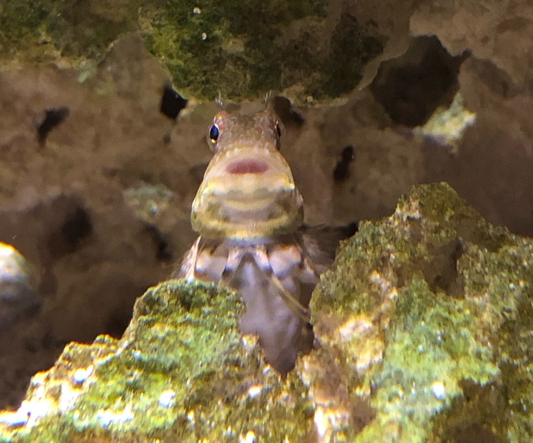 Lawnmower Blenny