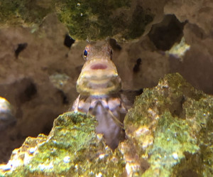 Fish Library Preview