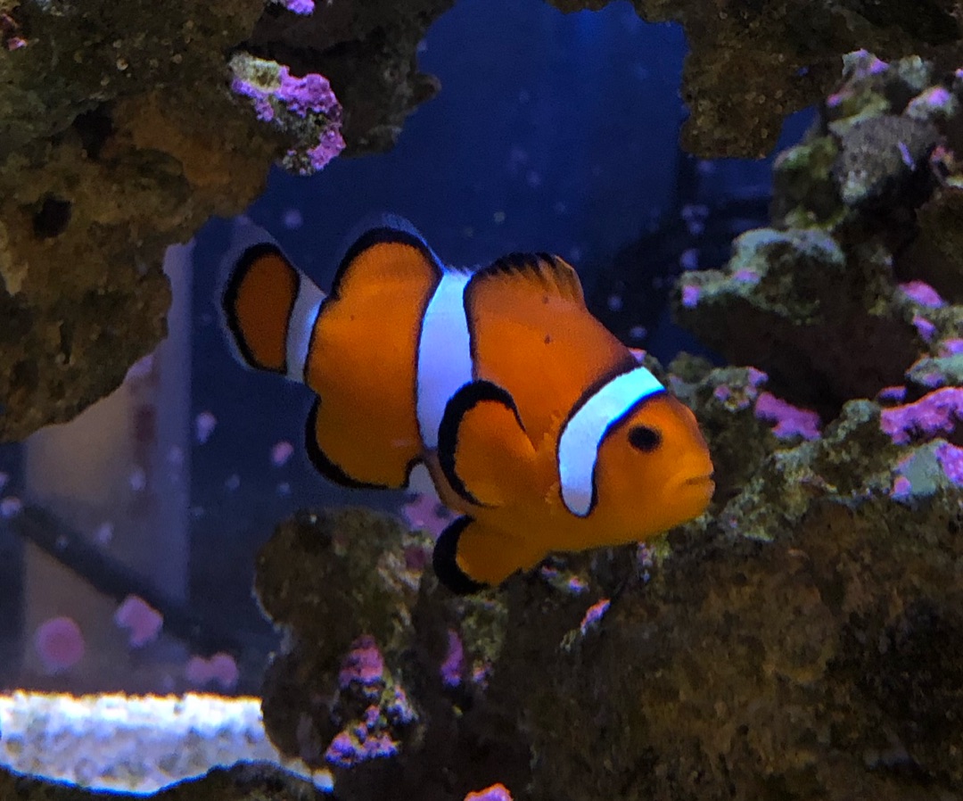 Ocellaris Clownfish