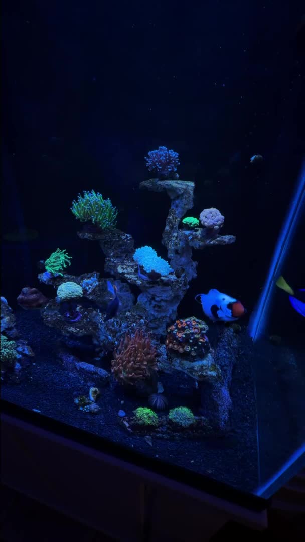 Little tank update