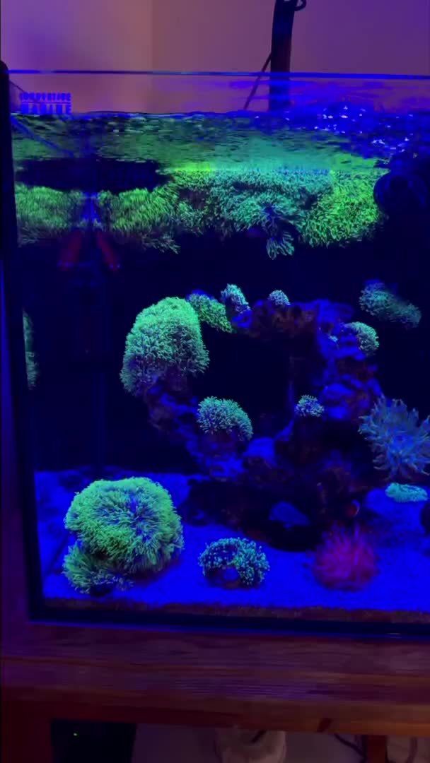 This is my 2 year old 15 nano I I call it my hospital tank people give...