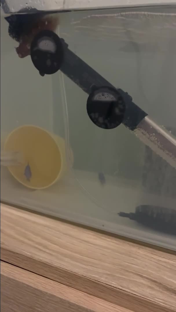 Ho appena allestito questa vasca di quarantena è una tinozza da 20 gal...
