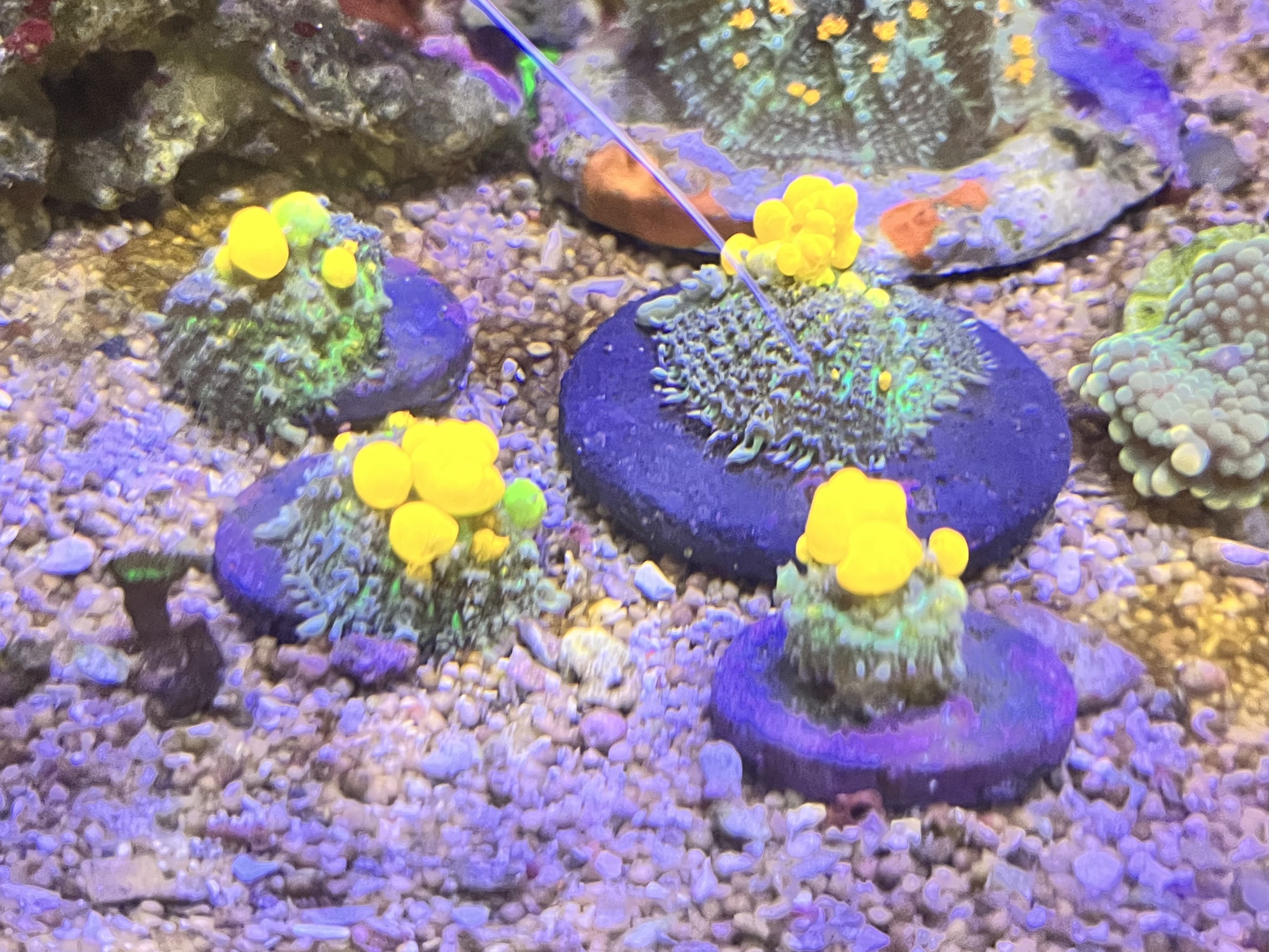 Tank Image