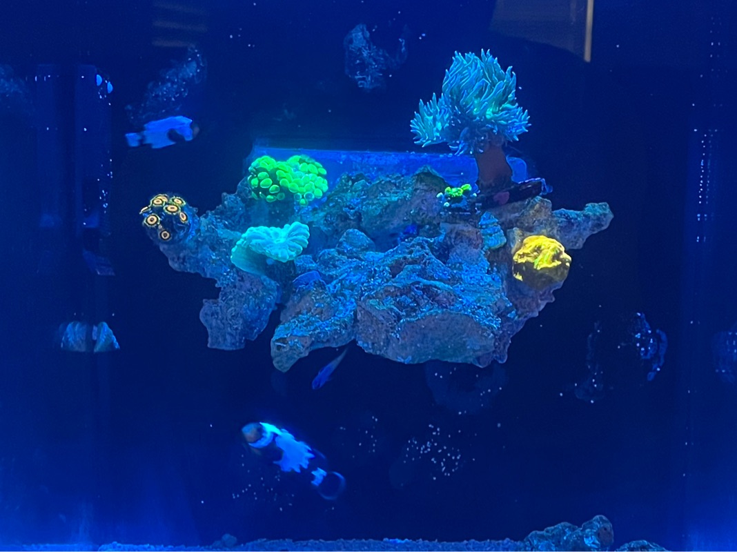 Tank Image