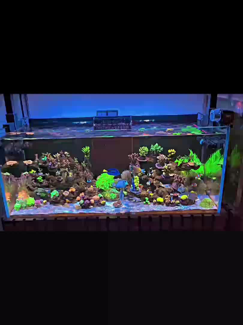 Officially turn to 6 months today !
I'm so glad since this is my first tank ever 🪸