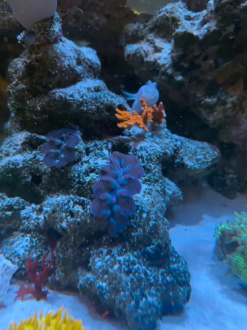 ReefBay post