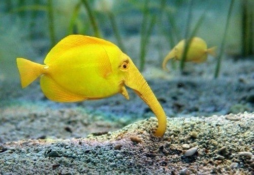 Who is just getting into the reef aquarium hobby
