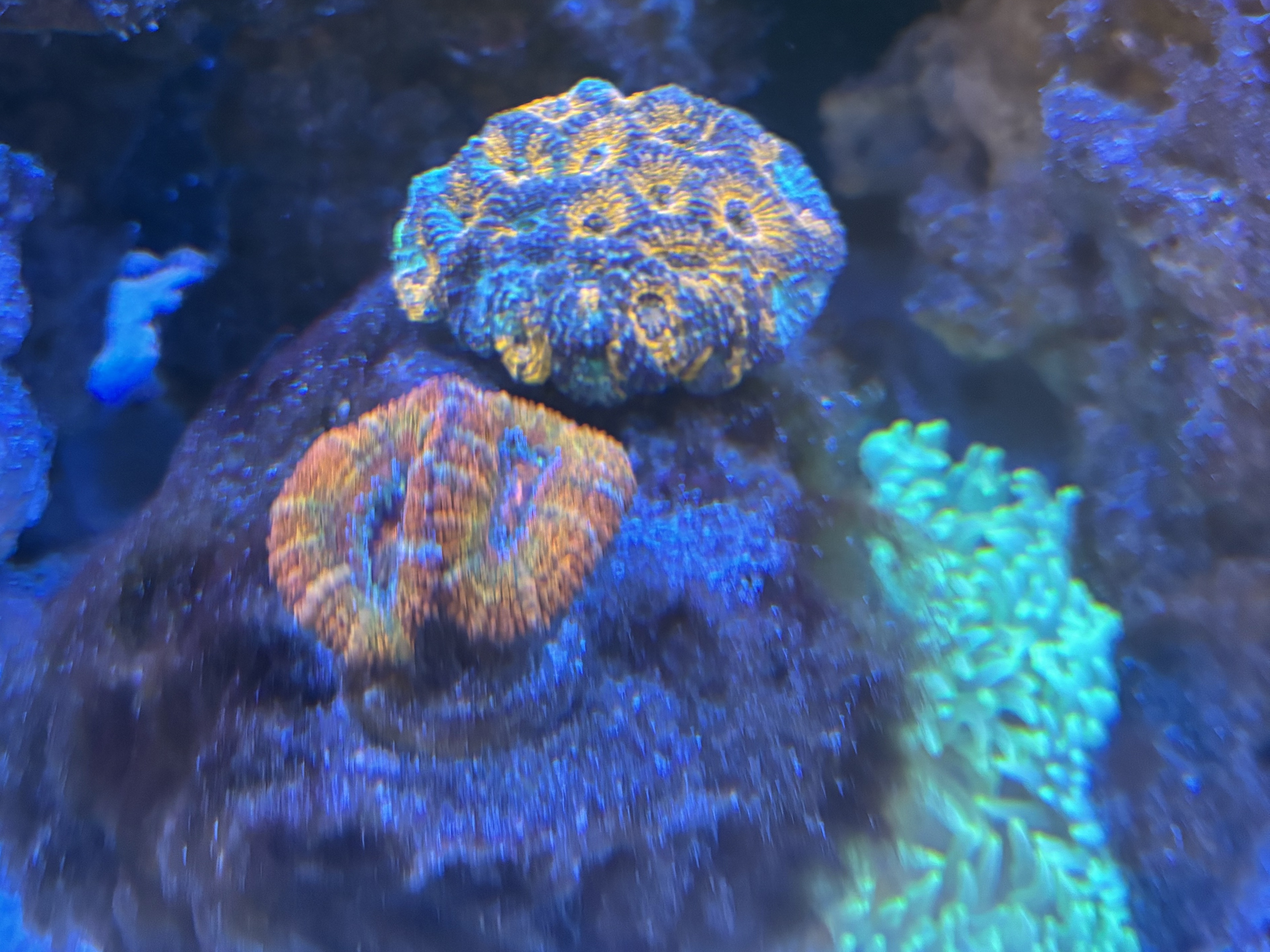 Tank Image
