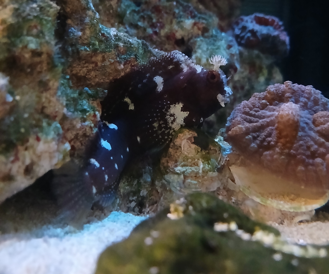 Disco Blenny