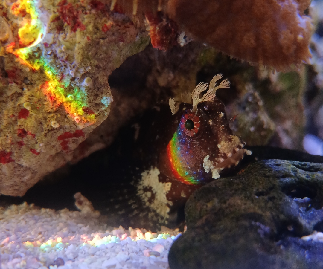 Disco Blenny