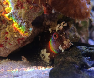 Starry Blenny