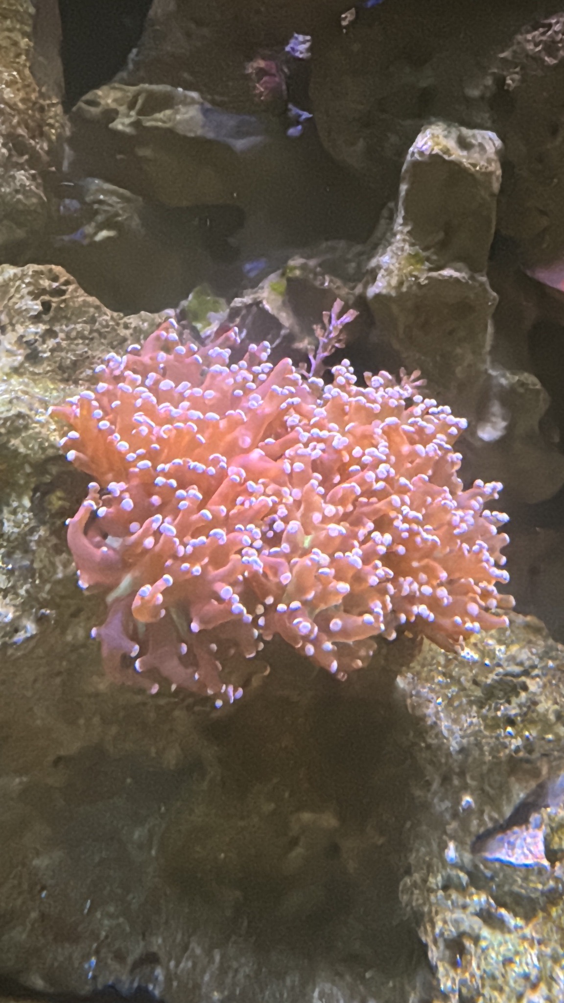Blue tang clownfish and sailfin tang in reef aquarium showcase - Blue Tang, Clownfish, Sailfin Tang (photo 5)